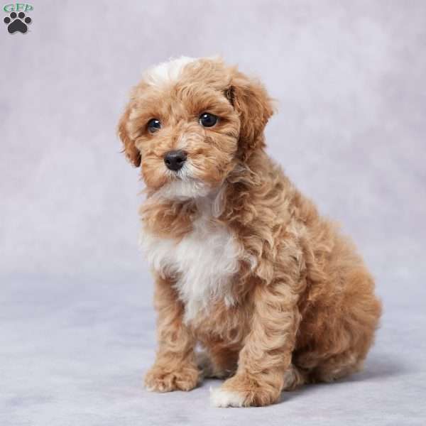 Jacob, Toy Poodle Puppy